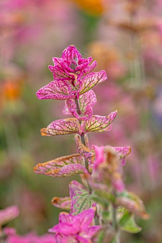 ASTON_POTTERY_OXFORDSHIRE_CLOSE_UP_PLANT_PORTRAIT_OF_PINK_FLOWERS_OF_SAGE__SALVIA_HORMINUM_PINK_SUND