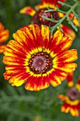 ASTON POTTERY, OXFORDSHIRE: CLOSE UP PLANT PORTRAIT OF RED, YELLOW FLOWERS OF CHRYSANTHEMUM CARINATUM FLAME SHADES. BLOOMS, BLOOMING, SUMMER, ANNUALS