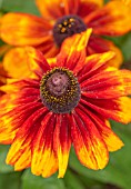 ASTON POTTERY, OXFORDSHIRE: CLOSE UP PLANT PORTRAIT OF RED, YELLOW, ORANGE FLOWERS OF RUDBECKIA HIRTA, TOTO SERIES, TOTO RUSTIC. BLOOMS, BLOOMING, SUMMER, ANNUALS