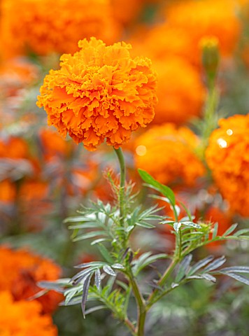 ASTON_POTTERY_OXFORDSHIRE_CLOSE_UP_PLANT_PORTRAIT_OF_ORANGE_FLOWERS_OF_AFRICAN_MARIGOLD__TAGETES_ERE