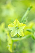 ASTON POTTERY, OXFORDSHIRE: CLOSE UP PLANT PORTRAIT OF LIME GREEN FLOWERS NICOTIANA ALATA LIME GREEN. BLOOMS, BLOOMING, SUMMER, ANNUALS, TOBACCO PLANT