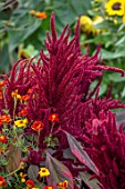 ASTON POTTERY, OXFORDSHIRE: CLOSE UP PLANT PORTRAIT OF DARK, RED FLOWERS OF AMARANTHUS CRUENTUS X POWELLII RED HOPI DYE, BLOOMING, SUMMER, ANNUALS
