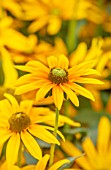 ASTON POTTERY, OXFORDSHIRE: CLOSE UP PLANT PORTRAIT OF YELLOW, GREEN FLOWERS OF RUDBECKIA HIRTA IRISH EYES. BLOOMS, BLOOMING, SUMMER, ANNUALS