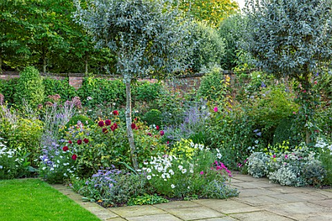 MORTON_HALL_WORCESTERSHIRE_SOUTH_GARDEN__PYRUS_SILVER_SAILS_AND_CATALIA_ROSE__ROSA_MUNSTEAD_WOOD_NIC