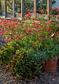 MORTON HALL, WORCESTERSHIRE: KITCHEN GARDEN - TERRACOTTA CONTAINERS BY THE GREENHOUSE - SALVIA EMBERS WISH, SALVIA ROYAL BUMBLE, ARCTOTIS FLAME, CALIBRACHOA BLACK CHERRY
