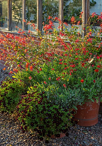 MORTON_HALL_WORCESTERSHIRE_KITCHEN_GARDEN__TERRACOTTA_CONTAINERS_BY_THE_GREENHOUSE__SALVIA_EMBERS_WI
