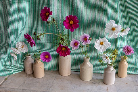 THE_LAND_GARDENERS_WARDINGTON_MANOR_OXFORDSHIRE_CUT_FLOWERS_OF_COSMOS_ARRANGED_IN_VASES_IN_THE_FLOWE