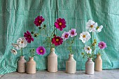 THE LAND GARDENERS, WARDINGTON MANOR, OXFORDSHIRE: CUT FLOWERS OF COSMOS ARRANGED IN VASES IN THE FLOWER ROOM. ARRANGEMENT, CUTTING, GARDEN, BLOOMS, AUTUMN, FALL
