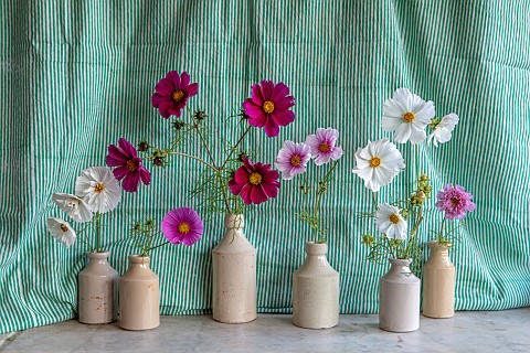 THE_LAND_GARDENERS_WARDINGTON_MANOR_OXFORDSHIRE_CUT_FLOWERS_OF_COSMOS_ARRANGED_IN_VASES_IN_THE_FLOWE