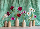 THE LAND GARDENERS, WARDINGTON MANOR, OXFORDSHIRE: CUT FLOWERS OF COSMOS ARRANGED IN VASES IN THE FLOWER ROOM. ARRANGEMENT, CUTTING, GARDEN, BLOOMS, AUTUMN, FALL