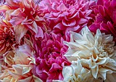 THE LAND GARDENERS, WARDINGTON MANOR, OXFORDSHIRE: CLOSE UP ABSTRACT OF DAHLIAS IN ALL COLOURS. STILL LIFE, ARRANGEMENTS