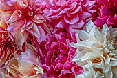 THE LAND GARDENERS, WARDINGTON MANOR, OXFORDSHIRE: CLOSE UP ABSTRACT OF DAHLIAS IN ALL COLOURS. STILL LIFE, ARRANGEMENTS