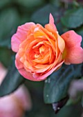 HORSE SHOE BEND, LONDON. DESIGNER MARTHA KREMPEL: CLOSE UP OF ORANGE FLOWER OF ROSE - ROSA LADY EMMA HAMILTON. ROSES, FLOWERS, BLOOMS, BLOOMING