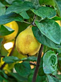 HORSE SHOE BEND, LONDON. DESIGNER MARTHA KREMPEL: CLOSE UP OF YELLOW FRUIT OF QUINCE - CYDONIA OBLONGA, EDIBLES, FALL, FRUITS, HARVEST, QUINCES