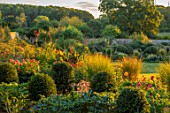 KELMARSH HALL, NORTHAMPTONSHIRE: CANNAS, DAHLIAS, GRASSES IN EVENING LIGHT, CLIPPED HEDGING. WALLED, GARDENS, ENGLISH, COUNTRY