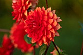 KELMARSH HALL, NORTHAMPTONSHIRE: PLANT PORTRAIT OF ORANGE, RED FLOWERS OF DAHLIA TARATAHI RUBY. TUBERS, TUBEROUS, DAHLIAS