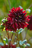 KELMARSH HALL, NORTHAMPTONSHIRE: PLANT PORTRAIT OF DARK RED FLOWERS OF DAHLIA KARMA CHOK. TUBERS, TUBEROUS, DAHLIAS
