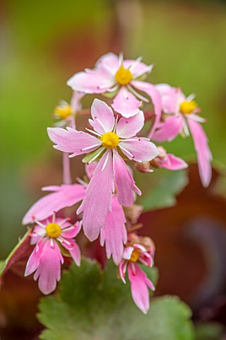 NORWELL_NURSERIES_NOTTINGHAMSHIRE_PLANT_PORTRAIT_OF_PINK_YELLOW_FLOWERS_OF_SAXIFRAGA_FORTUNEI_SYBYLL