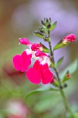 NORWELL NURSERIES, NOTTINGHAMSHIRE: PLANT PORTRAIT OF PINK, WHITE  FLOWERS OF SALVIA PINK LIPS. LATE, FLOWERING, PERENNIALS, BICOLOURED, BICOLORED, BI, COLORED, SAGE