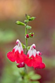 NORWELL NURSERIES, NOTTINGHAMSHIRE: PLANT PORTRAIT OF RED, WHITE  FLOWERS OF SALVIA HOT LIPS. LATE, FLOWERING, PERENNIALS, BICOLOURED, BICOLORED, BI, COLORED, SAGE