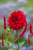 NORWELL NURSERIES, NOTTINGHAMSHIRE: PLANT PORTRAIT OF THE RED FLOWER OF DAHLIA ARABIAN NIGHT AND PERSICARIA. DAHLIAS, DEEP, DARK, FLOWERING, BLOOMS, BLOOMING