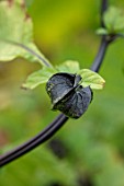 NORWELL NURSERIES, NOTTINGHAMSHIRE: PLANT PORTRAIT OF NICANDRA PHYSALODES. SEED PODS, SHOO FLY PLANT, APPLE OF PERU, BLACK, GREEN,  ANNUALS