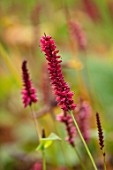 NORWELL NURSERIES, NOTTINGHAMSHIRE: PLANT PORTRAIT OF DARK, RED, PINK FLOWERS OF PERSICARIA AMPLEXICAULIS FAT DOMINO. LATE, FLOWERING, PERENNIALS