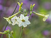 NORWELL NURSERIES, NOTTINGHAMSHIRE: PLANT PORTRAIT OF CREAM, WHITE, GREEN, FLOWERS OF NICOTIANA X HYBRIDA WHISPER MIX F1. LATE, FLOWERING, HALF HARDY, ANNUALS, TOBACCO PLANT
