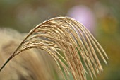 NORWELL NURSERIES, NOTTINGHAMSHIRE: PLANT PORTRAIT OF CREAM, FLOWERS OF MISCANTHUS NEPALENSIS. GRASSES, ORNAMENTAL, AUTUMN, FALL, HANGING