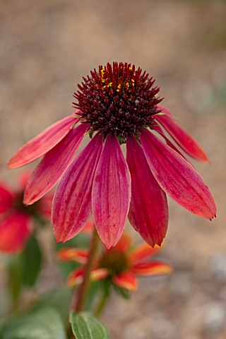 NORWELL_NURSERIES_NOTTINGHAMSHIRE_PLANT_PORTRAIT_OF_RED_FLOWERS_OF_ECHINACEA_SOMBRERO_HOT_CORAL_PERE