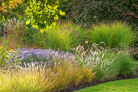 RADCOT_HOUSE_OXFORDSHIRE_BORDER_IN_THE_POOL_ROOM_PENNISETUM_ORIENTALE_KARLEY_ROSE_ASTER_FRIKARTII_MO