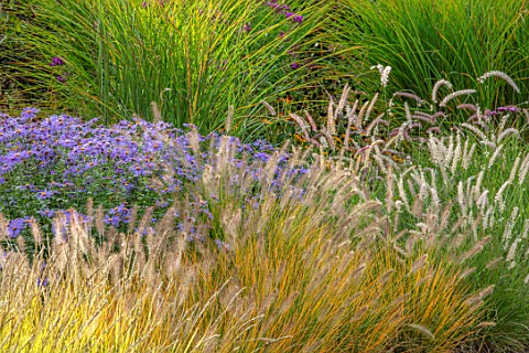 RADCOT_HOUSE_OXFORDSHIRE_BORDER_IN_THE_POOL_ROOM_GRASSES_AND_ASTER_FRIKARTII_MONCH_BORDERS_SUMMER_LA