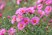 RADCOT HOUSE, OXFORDSHIRE:THE PAVILION AREA: PLANT PORTRAIT OF PINK FLOWERS OF ASTER NOVAE- ANGLIAE ROSA SIEGER. PERENNIALS, FALL, AUTUMN, FLOWERING, BLOOMS, BLOOMING