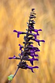 RADCOT HOUSE, OXFORDSHIRE: PLANT PORTRAIT OF DEEP, DARK, PURPLE FLOWERS OF SAGE - SALVIA AMISTAD, FALL, AUTUMN, FLOWERING, BLOOMS, BLOOMING, SCENTED, FRAGRANT, AROMATIC