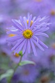RADCOT HOUSE, OXFORDSHIRE: PLANT PORTRAIT OF BLUE, PURPLE, YELLOW FLOWERS OF ASTER -  X FRIKARTII MONCH, FALL, AUTUMN, FLOWERING, BLOOMS, BLOOMING, PERENNIALS