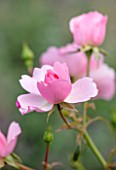 RADCOT HOUSE, OXFORDSHIRE: PLANT PORTRAIT OF PINK FLOWERS OF ROSA BONICA. ROSES, FALL, AUTUMN, FLOWERING, BLOOMS, BLOOMING