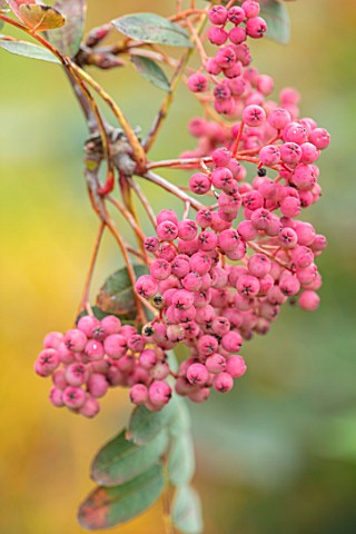RADCOT_HOUSE_OXFORDSHIRE_PLANT_PORTRAIT_OF_THE_PINK_BERRIES_OF_SORBUS_HUPEHENSIS_PINK_PAGODA_TREES_F