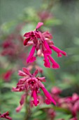 RADCOT HOUSE, OXFORDSHIRE: PLANT PORTRAIT OF THE PINK FLOWERS OF SALVIA WENDYS WISH. SUMMER,SAGES, SALVIAS, BLOOMS, FALL, FLOWERING