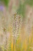 RADCOT HOUSE, OXFORDSHIRE: PLANT PORTRAIT OF THE FLOWERS OF PENNISETUM ALOPECUROIDES HAMELN. FEATHERY, FLUFFY, SEEDHEADS, GRASSES, ORNAMENTAL