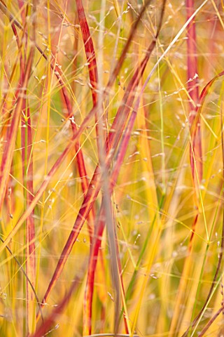 RADCOT_HOUSE_OXFORDSHIRE_PLANT_PORTRAIT_OF_THE_LEAVES_OF_IMPERATA_CYLINDRICA_RED_BARRON_GRASSES_ORNA
