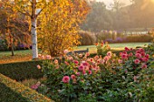 PETTIFERS GARDEN, OXFORDSHIRE: THE PARTERRE: BETULA ERMANII, DAHLIAS PREFERENCE AND AMERICAN DREAM. LATE, SUMMER, FLOWERS, FLOWERING, FALL, BLOOMING, AUTUMN, MORNING, OCTOBER
