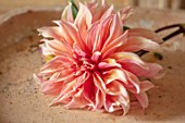 FLOWERS FROM THE FARM, MARBURY HALL, DESIGNER SOFIE PATON-SMITH: CLOSE UP OF PINK, ORANGE DAHLIA LABYRINTH FROM SARAH RAVEN, FLOWERS, CUT, CUTTING