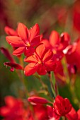 PLANT PORTRAIT OF, RED, FLOWERS OF SCHIZOSTYLIS COCCINEA MAJOR, FLOWERING, BLOOMS, BLOOMING, CRIMSON, FLAG, KAFFIR, LILY, LILIES, LILIES, PERENNIALS