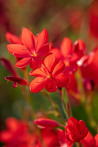 PLANT_PORTRAIT_OF_RED_FLOWERS_OF_SCHIZOSTYLIS_COCCINEA_MAJOR_FLOWERING_BLOOMS_BLOOMING_CRIMSON_FLAG_