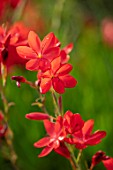 PLANT PORTRAIT OF, RED, FLOWERS OF SCHIZOSTYLIS COCCINEA MAJOR, FLOWERING, BLOOMS, BLOOMING, CRIMSON, FLAG, KAFFIR, LILY, LILIES, LILIES, PERENNIALS