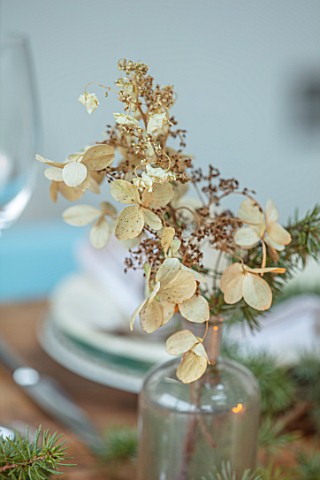 GIBBONS_CROFT_WEST_CLANDON_SURREY_CHRISTMAS_DECORATION_ON_TABLE_DRIED_CREAM_HYDRANGEA_WITH_FIR_SPRIG