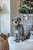 AMANDA KNOX HOUSE GRANTHAM: CHRISTMAS, PET DOG IN LIVING ROOM