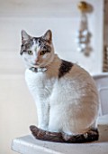 AMANDA KNOX HOUSE GRANTHAM: CAT ON KITCHEN TABLE,  PETS
