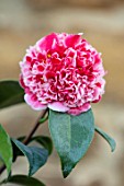 THE CONIFERS, OXFORDSHIRE: CLOSE UP OF PINK AND WHITE FLOWER OF CAMELLIA JAPONICA VOLUNTEER. EVERGREENS, SHRUBS, WINTER, RED, HARDY
