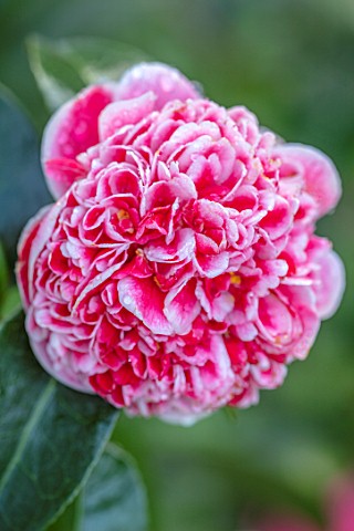 THE_CONIFERS_OXFORDSHIRE_CLOSE_UP_OF_PINK_AND_WHITE_FLOWER_OF_CAMELLIA_JAPONICA_VOLUNTEER_EVERGREENS